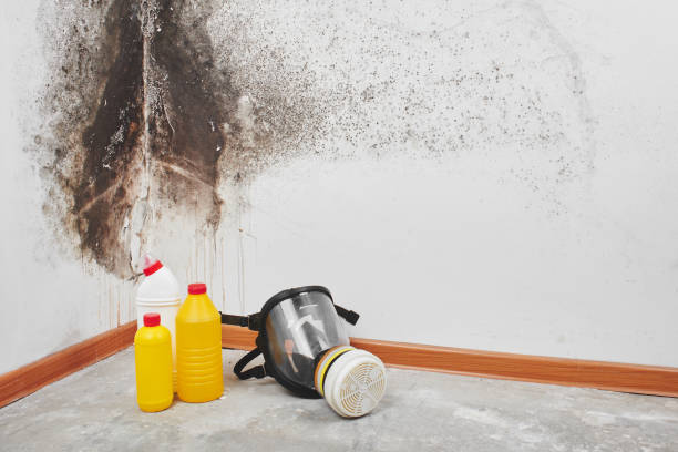 Best Best Mold Removal Companies  in Manassas Park, VA