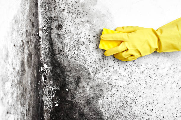 Best Best Mold Removal Companies  in Manassas Park, VA