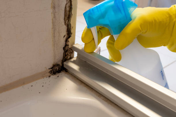 Best Mold Damage Repair  in Manassas Park, VA