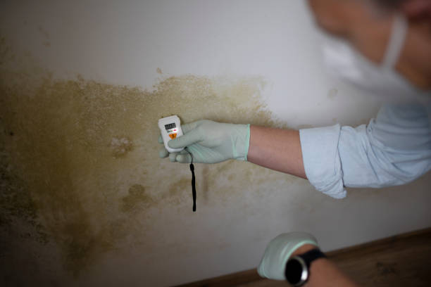 Best Commercial Mold Removal  in Manassas Park, VA