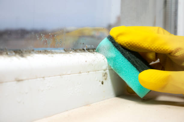 Best Mold Remediation Services  in Manassas Park, VA