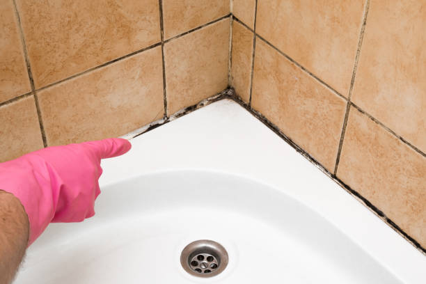 Best Affordable Mold Removal  in Manassas Park, VA