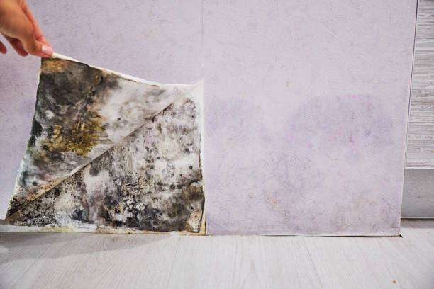 Best Attic Mold Removal  in Manassas Park, VA